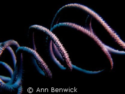Whip coral by Ann Benwick 